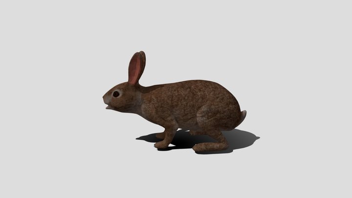 3d_pro_rabbit 3D Model