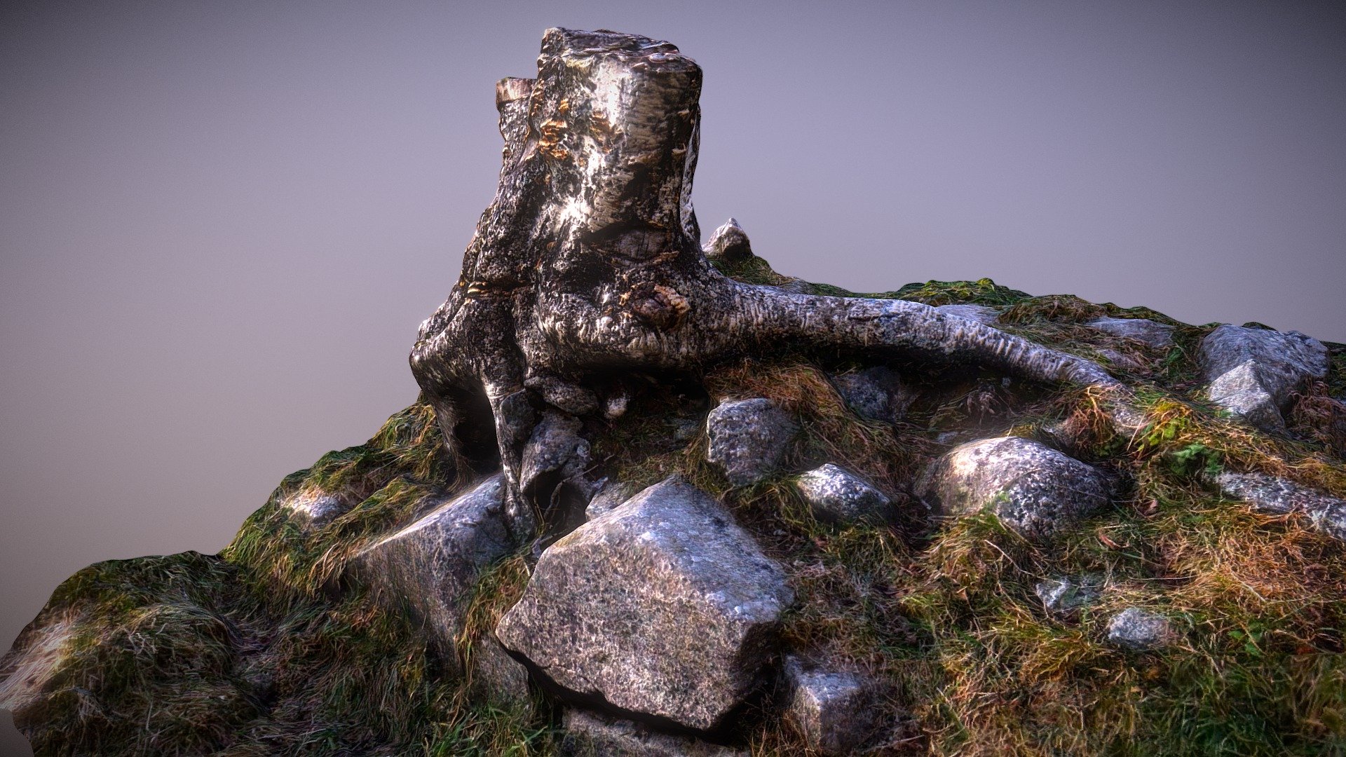 Tree Stump - Photogrammetry