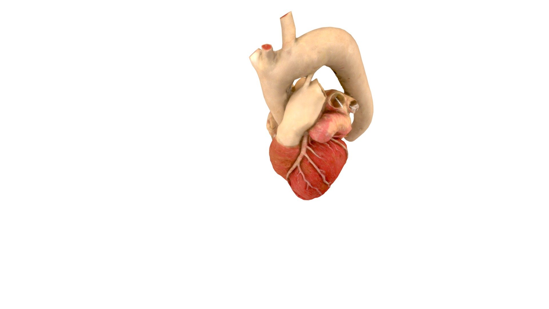 Heart, Annotated