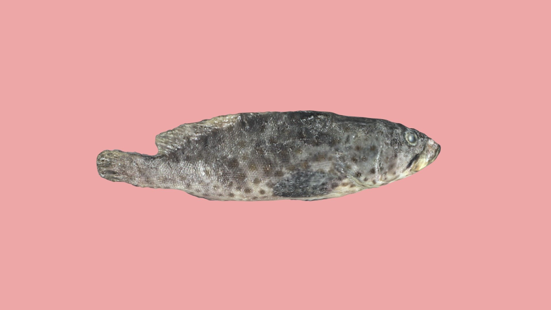Epinephelus coioides