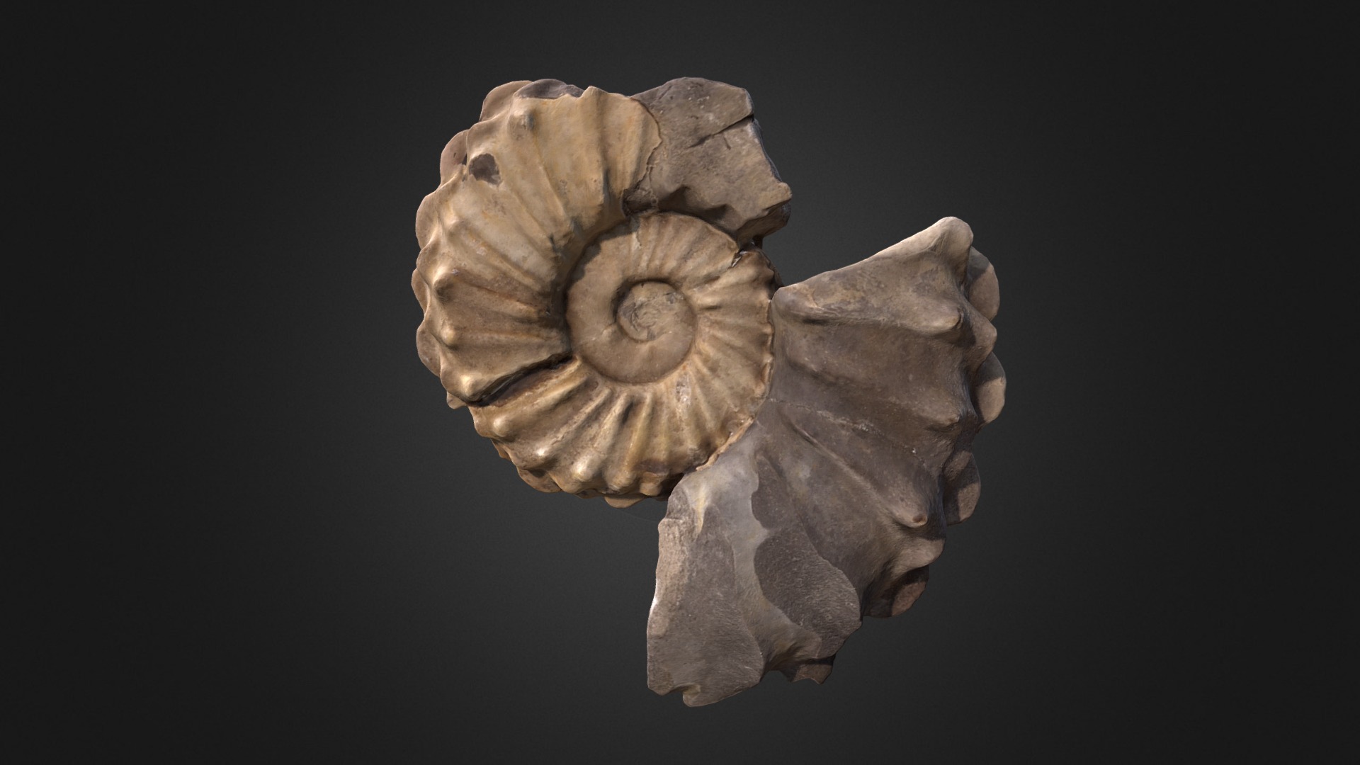 3D model Collignoniceras sp.  D21792 - This is a 3D model of the Collignoniceras sp.  D21792. The 3D model is about a stone carving of a dragon.