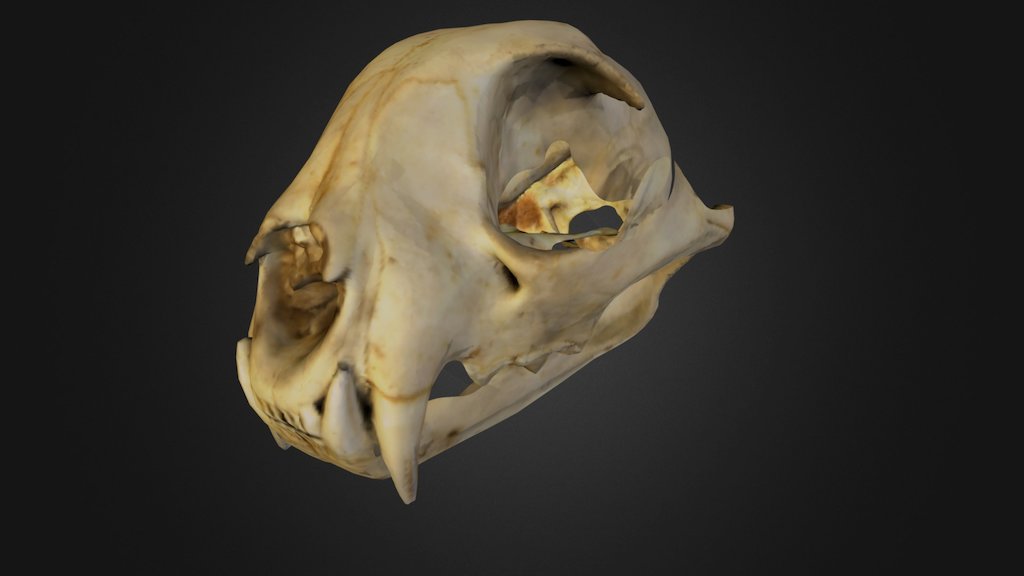 anatomy veterinary animals A 3D model collection by 3DScan4You.de