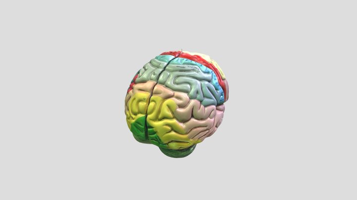 All Brain 3D Model