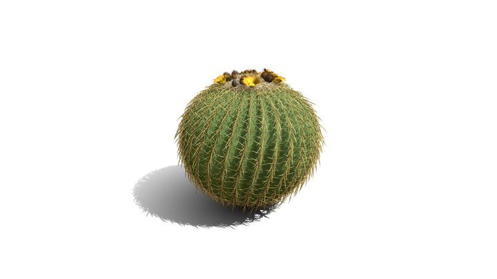 Realistic HD Golden barrel cactus (3/30) 3D Model