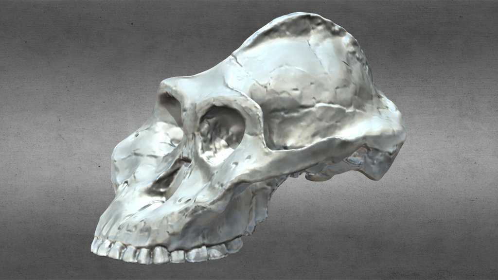 Paranthropus Aethiopicus Reconstruction