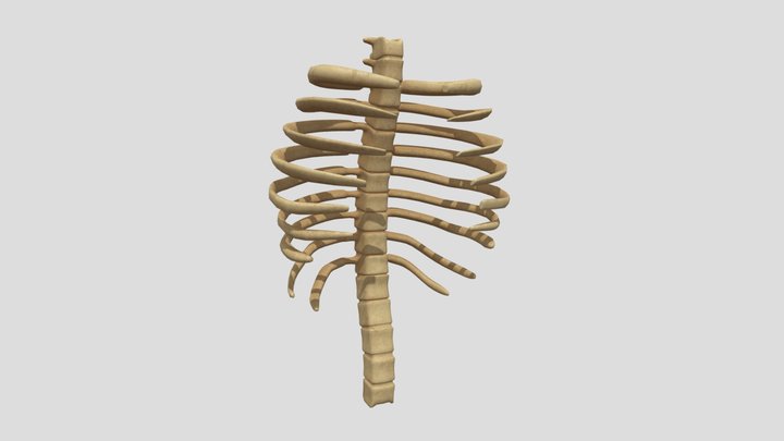 Human Spine and Rib-cage 3D Model