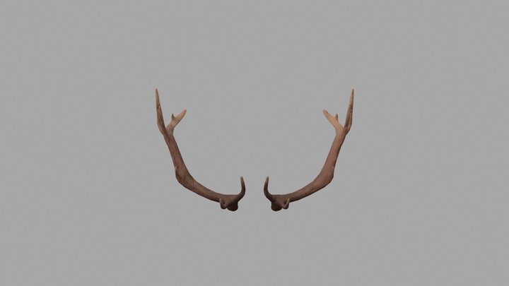 Antlers 3D Model
