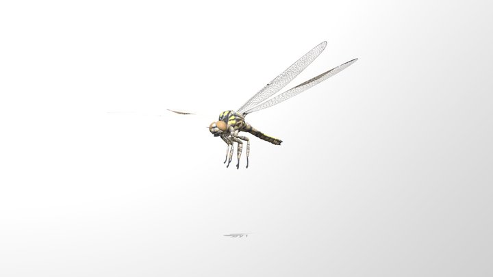 Meganeura Dinoraul but it is a bit accurate – Kostenloses 3D-Modell STL