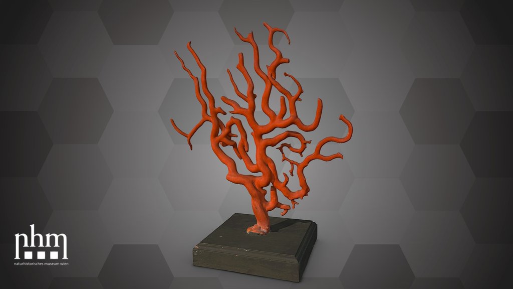 Precious red coral (NHMW-ZOO-EV-0000149)