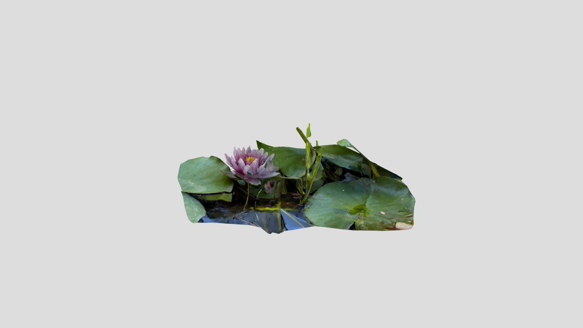 Lotus flower NBLT