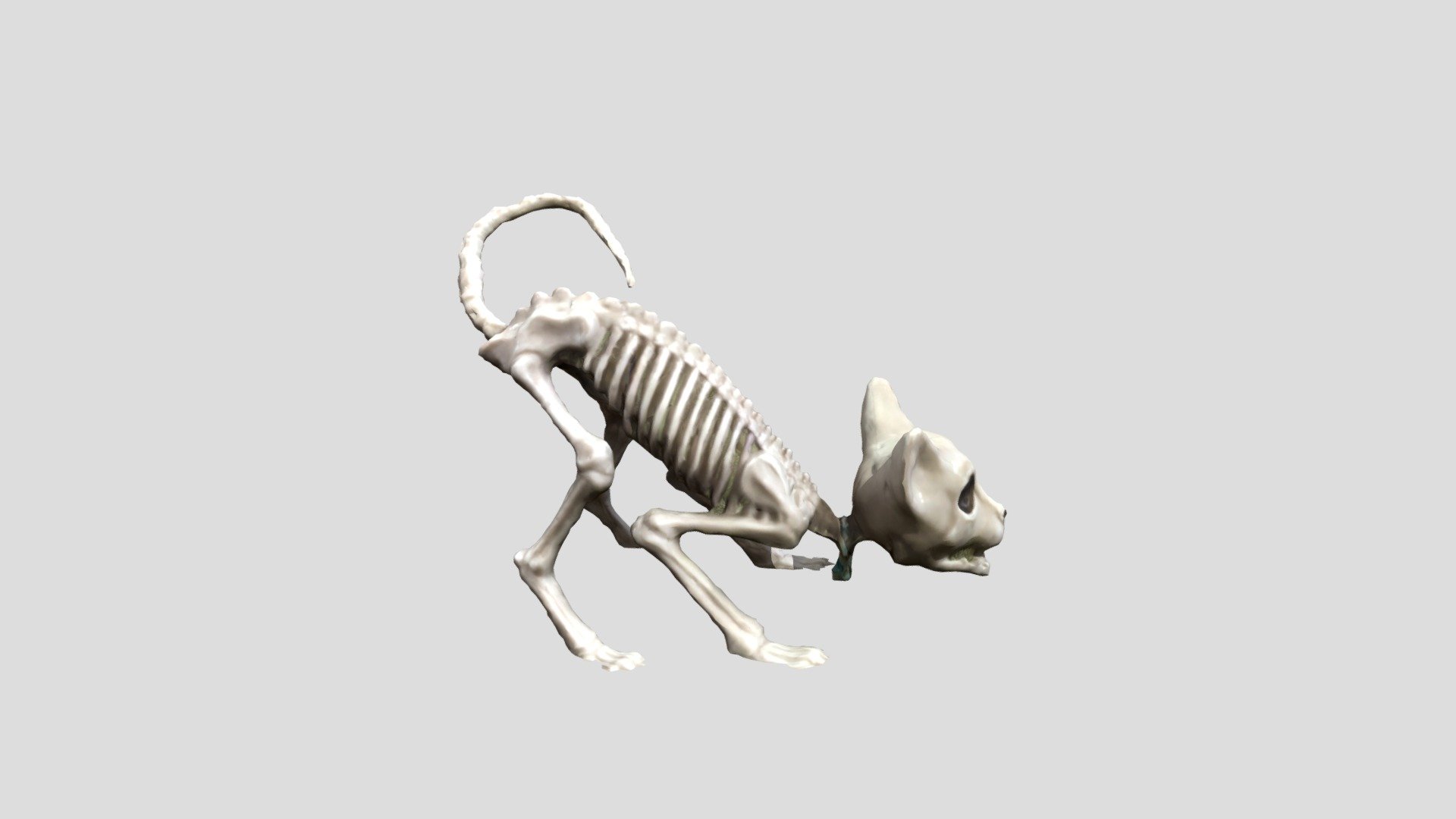 Skeleton