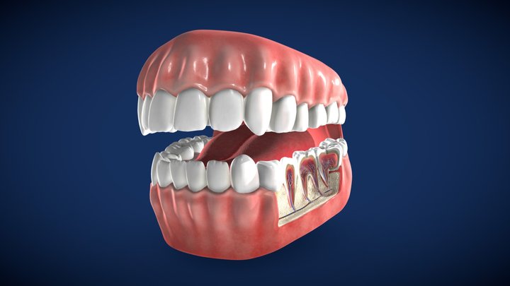 3D Teeth Cross Section 3D Model