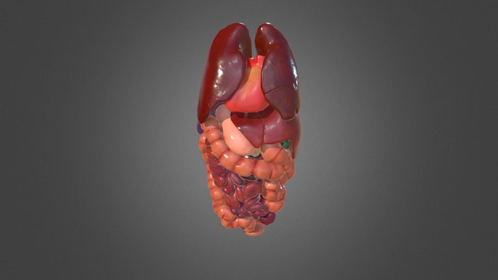 Female Human Anatomy - A 3D model collection by ScarletDragon ...