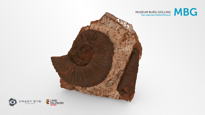 Ammonite 3D Model