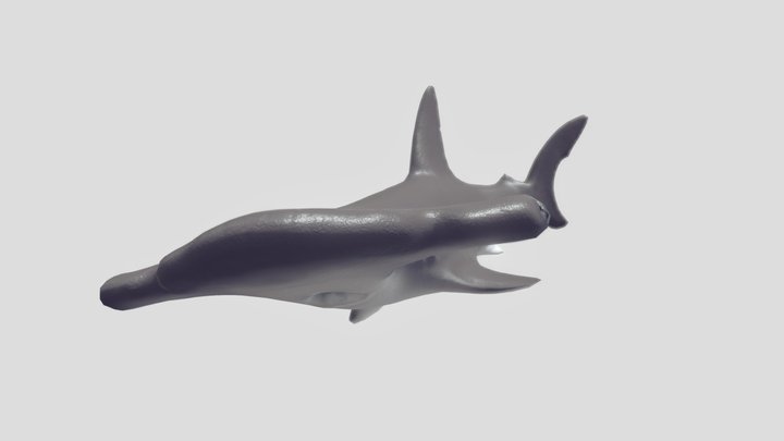 Final Shark Model 3D Model