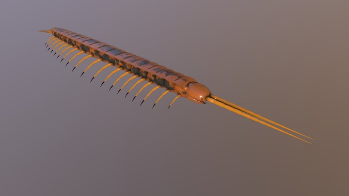 Scolopendra 3D Model