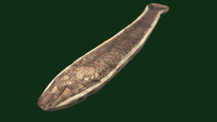 Fish fossil, Brazil 3D Model