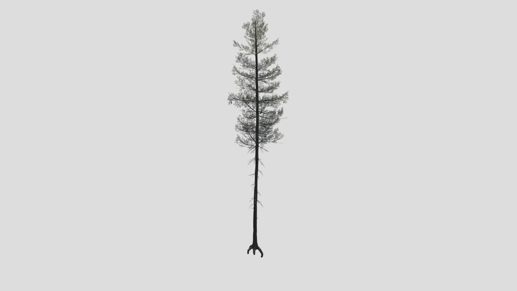 Tree Lodgepole Pine A2