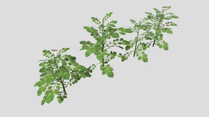 Potato Plants Collection 3D Model