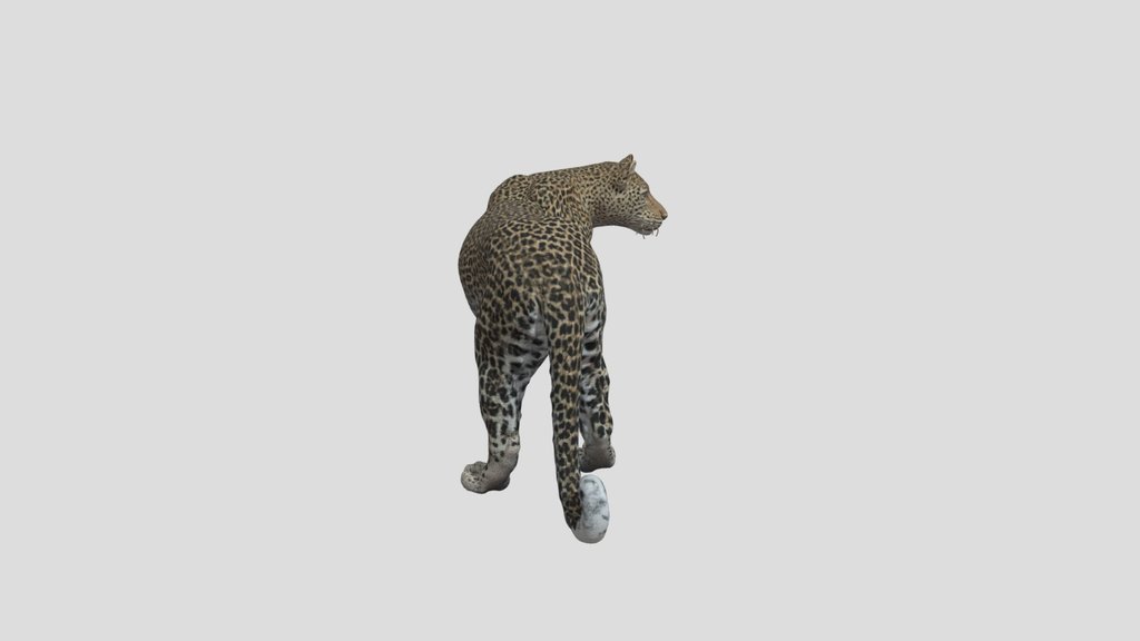 Leopard