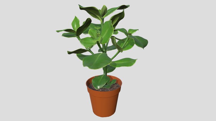 I KEA_CLUSIA Planta – Modello 3D gratuito STL