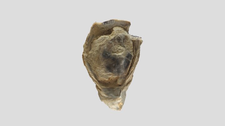 Muestra colección PALEONTOLOGICA – Modello 3D gratuito STL