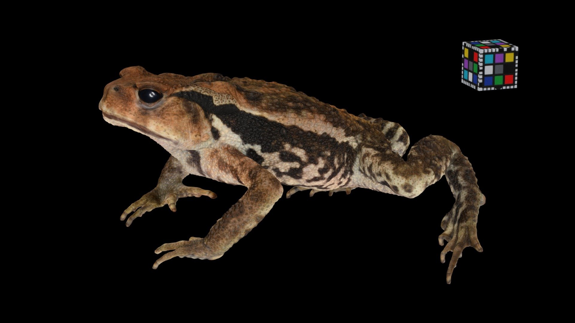 ニホンヒキガエル Japanese Toad, Bufo japonicus japonicus
