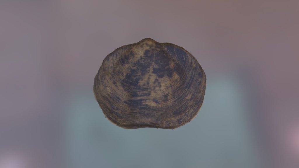 Brachiopod 8