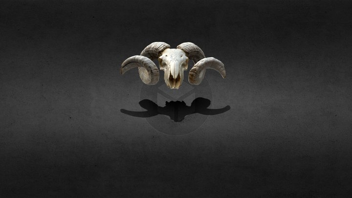 Rams head test 1 3D Model