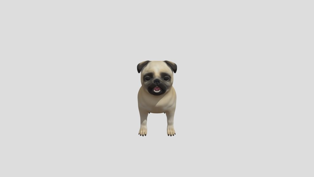 Pug