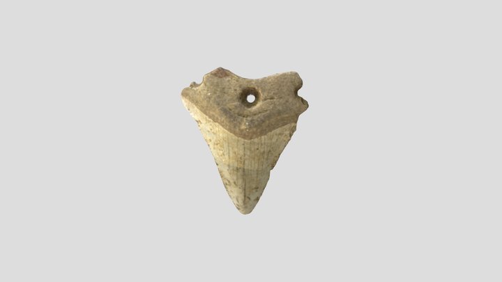 Drilled Megalodon Tooth from 18CA261 3D Model