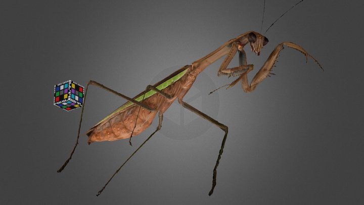 CC0 オオカマキリ ♀ Giant Mantis, Tenodera aridifolia