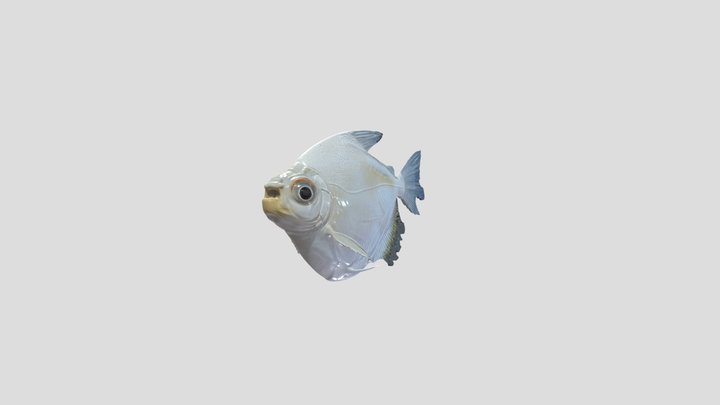 Golden Silver Dollar (Mylossuma Aureum) – Modelo 3D gratuito STL