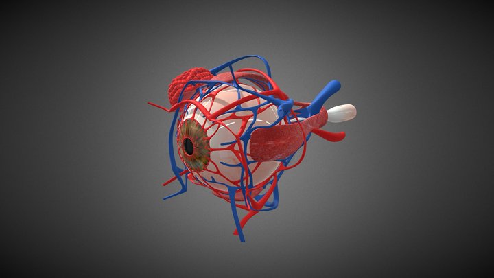 ojo para sketchf2 3D Model