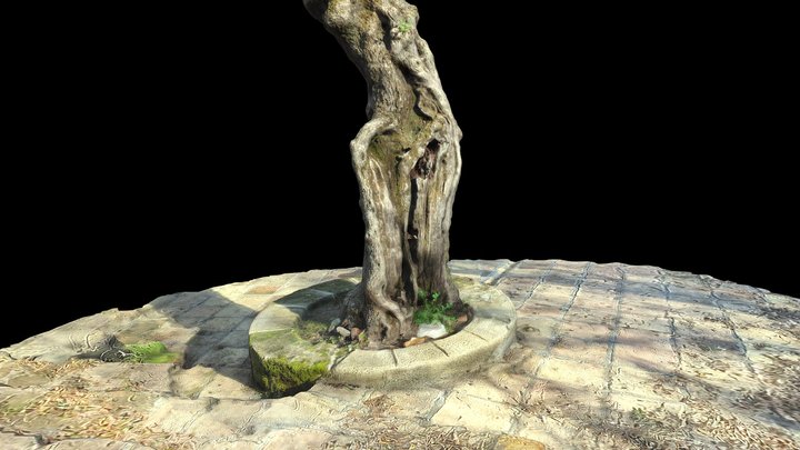 Olive tree 3D Model