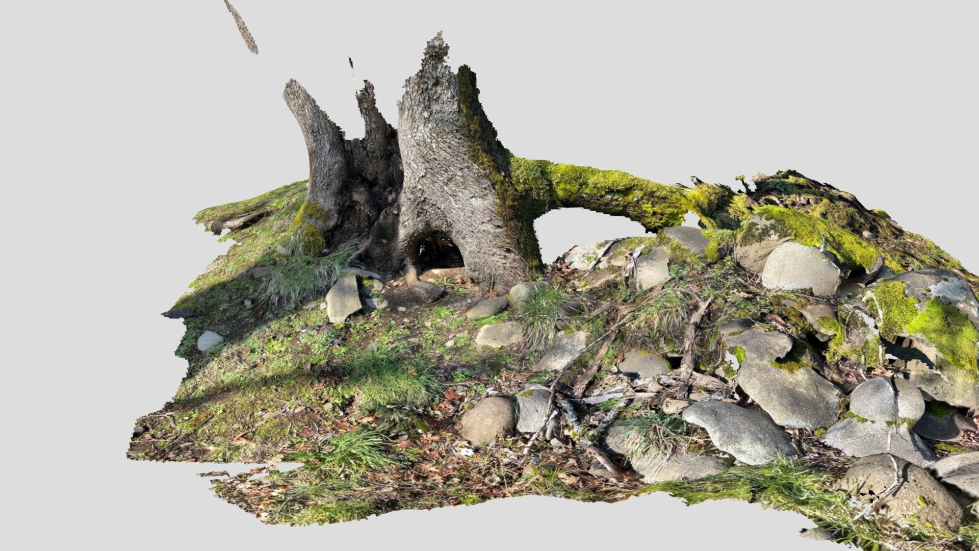 J. Tree1 - Lidar Scan2