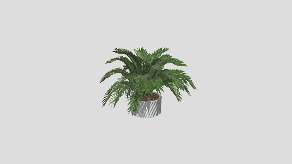 Palm Tree