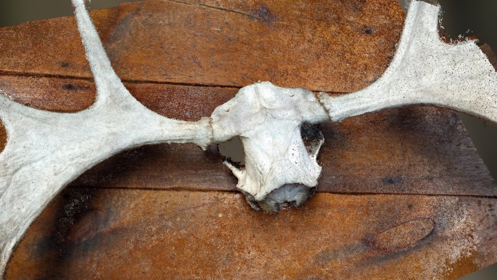 Moose Clipped