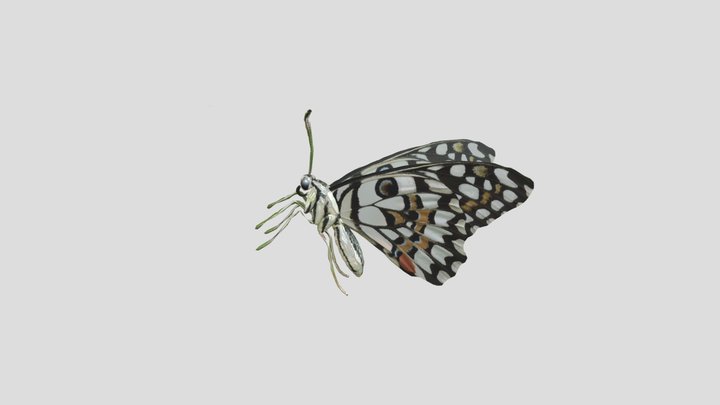 Common Lime Butterfly 3D Model