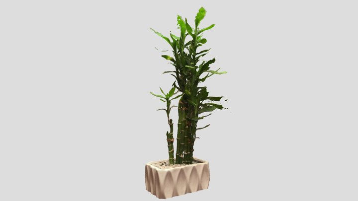 Bamboo scan 3D Model