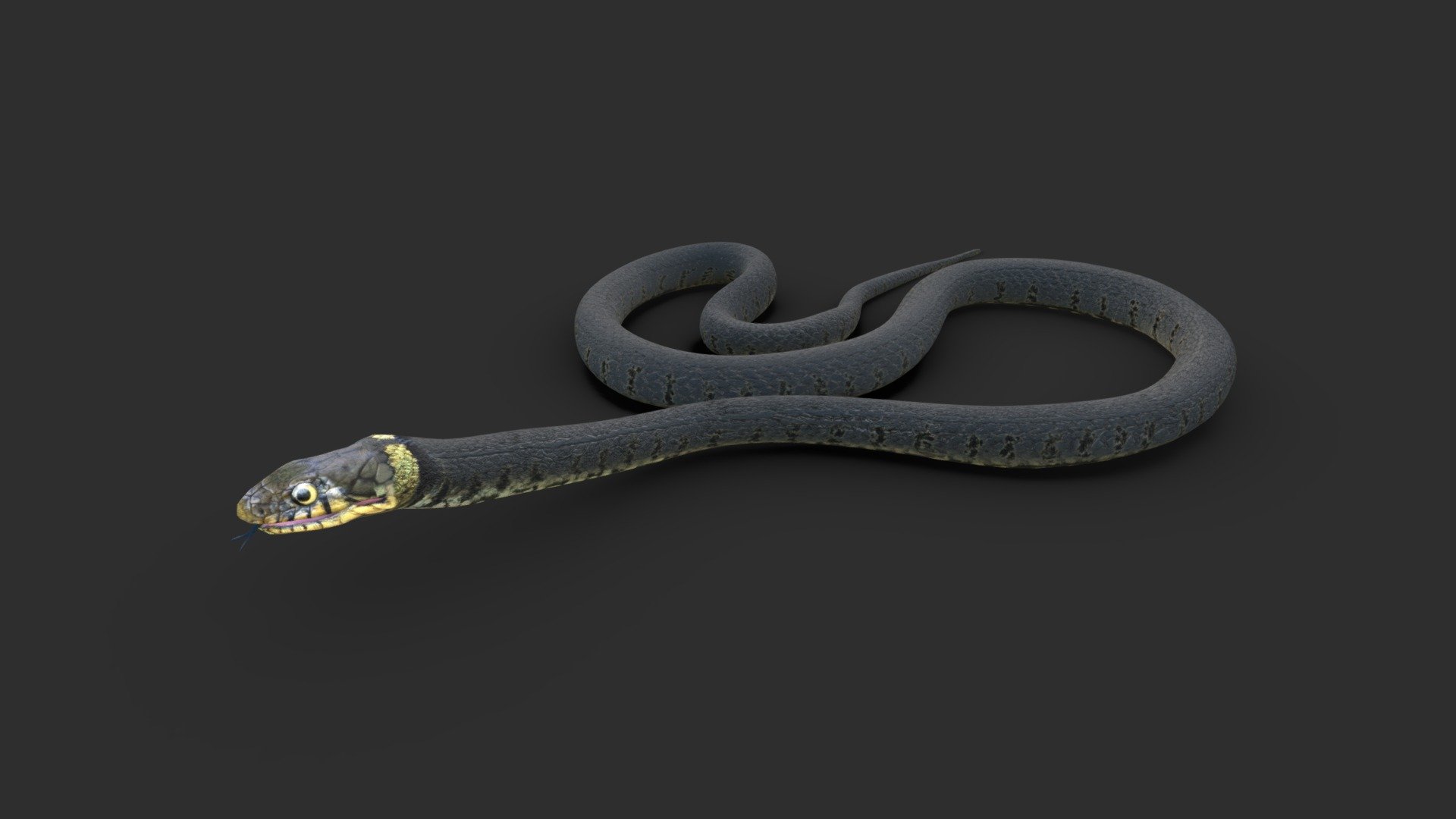 Grass Snake 3D model - Baixar Animais no