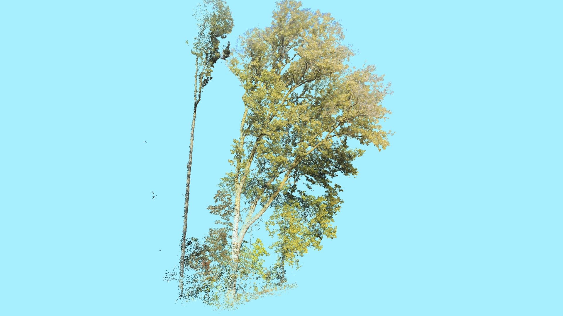 Cottonwood - 3D model by Aerial Arborist Innovations ...