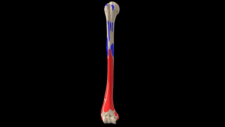 Humerus bone with landmarks 3D Model