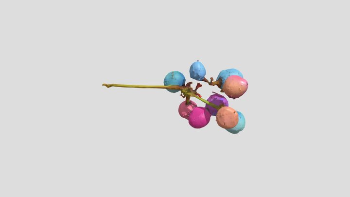 Porcelain berry – Free 3D Model STL