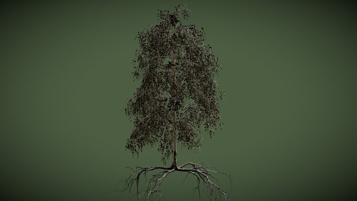 Birch Summer Tree – Modello 3D gratuito STL