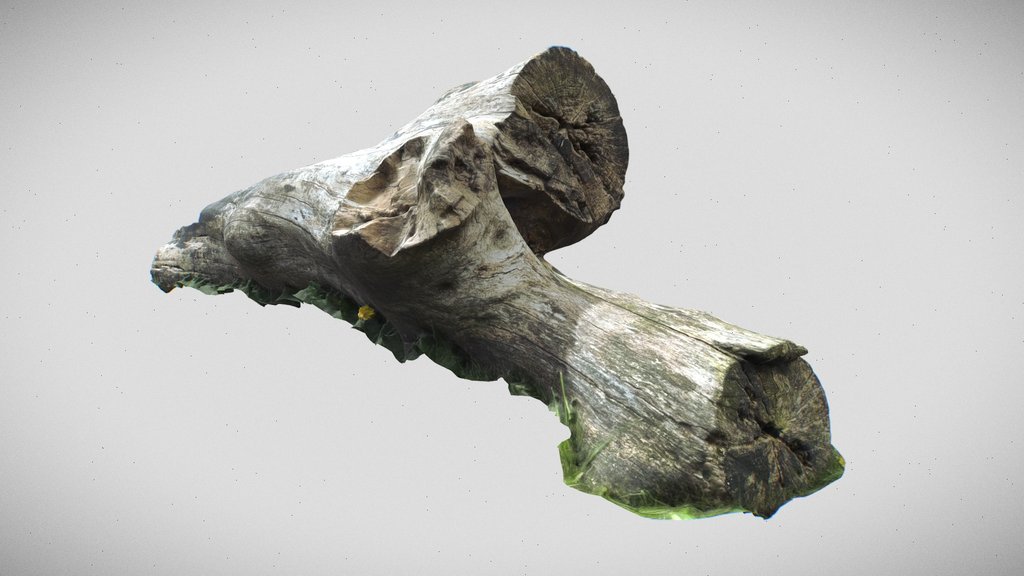 tree trunk scan