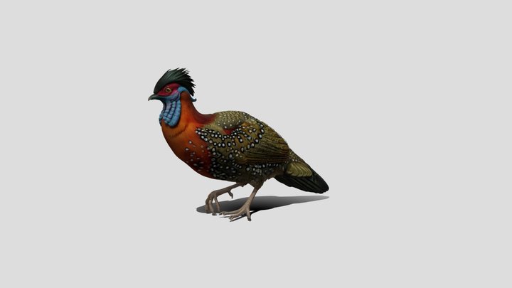 Satyr Tragopan – Kostenloses 3D-Modell STL