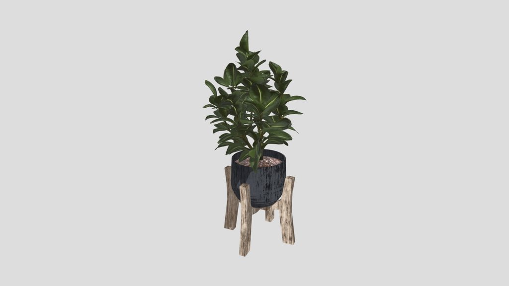 Ficus Plant