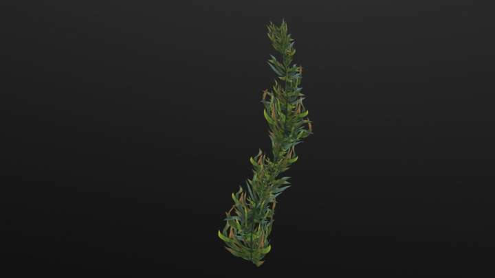 Nesipirah's Stash Detail: Kelp 3D Model