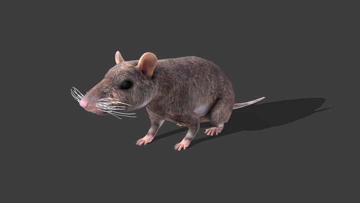 Game-Ready Brown Rat Rigged - Idle Animation 3D Model